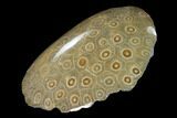 Polished Fossil Coral (Actinocyathus) - Morocco #136301-2
